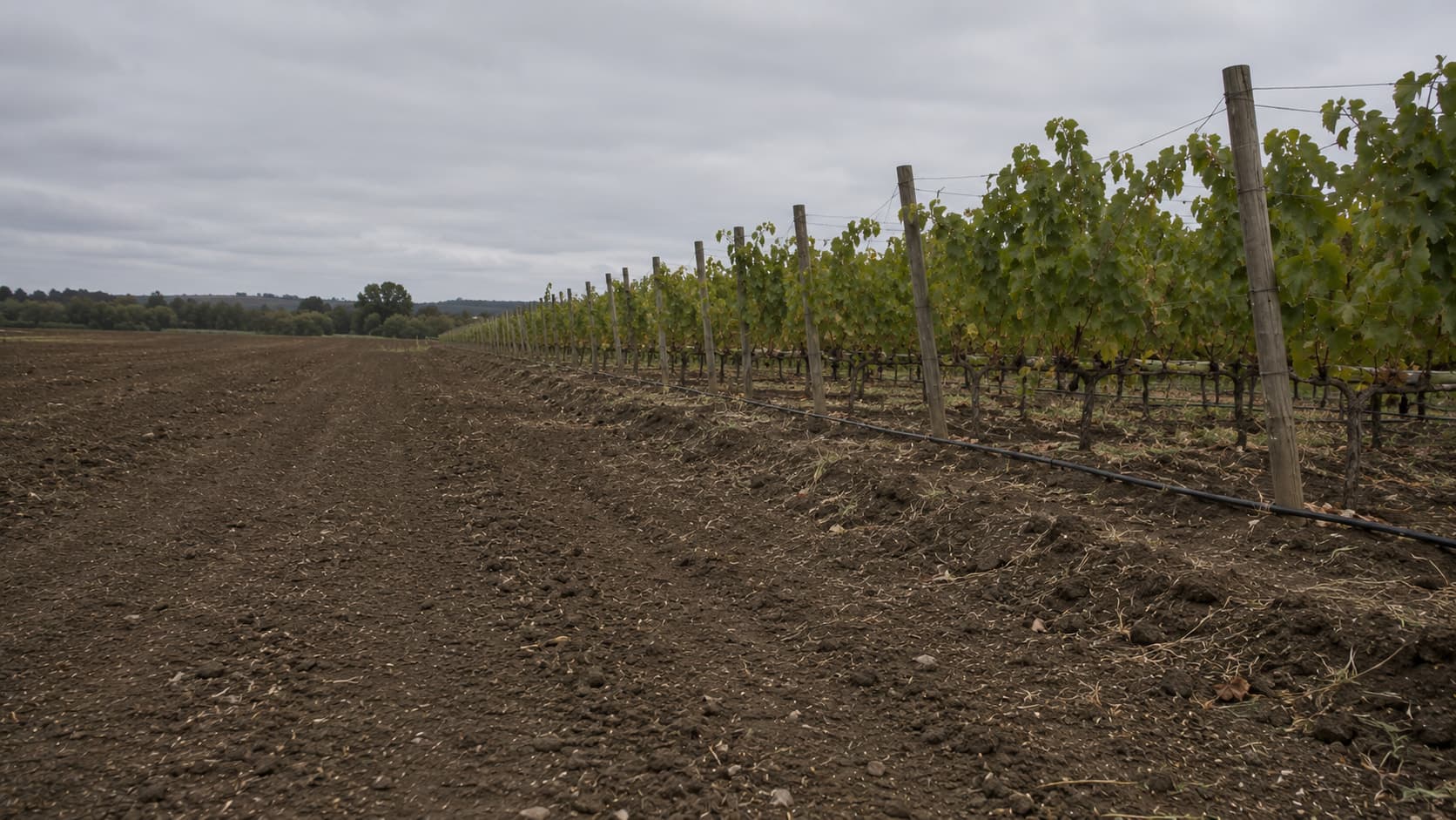 Suelo agrícola recién trabajado entre hileras de cultivo.