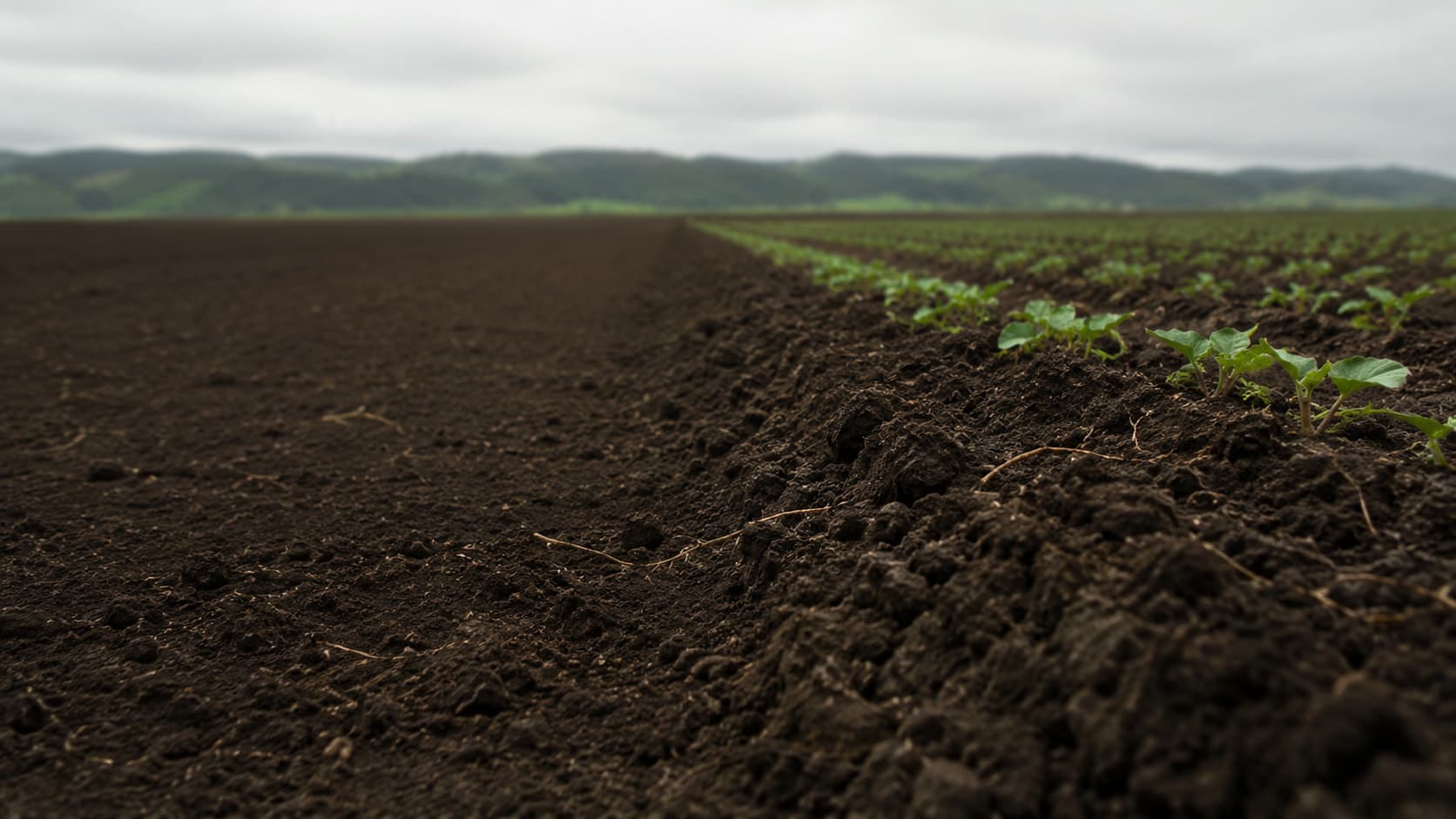 Suelo agrícola recién trabajado, con estructura de migas y las hileras del cultivo al fondo